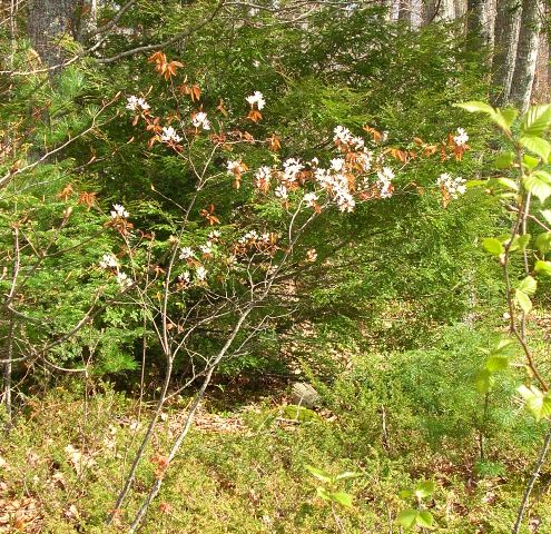 Shadbush in bloom